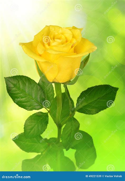 Yellow rose stock image. Image of element, green, holiday - 49221539