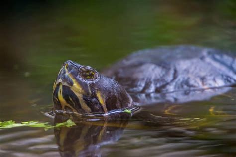 Best Turtle Tank Heater: Buyer's Guide - Aquarium Friend