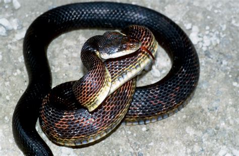 Free photo: Black snake - Animal, Nature, Tongue - Free Download - Jooinn