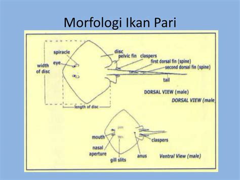 Morfologi Ikan Pari – Studyhelp