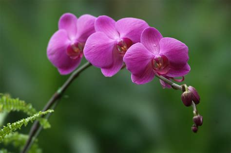 30+ Background Bunga Orchid - Galeri Bunga HD