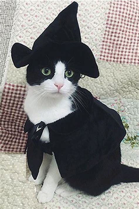 30 Pet Cat Halloween Costumes 2017 - Cute Ideas for Cat Costumes