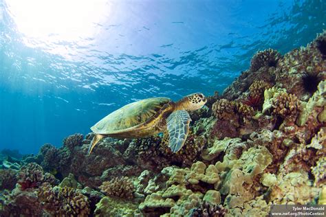 Ridley Me This, Sea Turtle : The National Wildlife Federation Blog