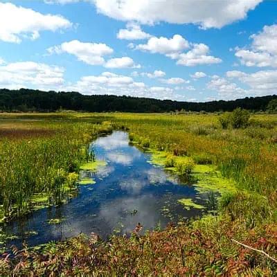 4 Primary Wetland Types (Pics & Facts) - Pond Informer