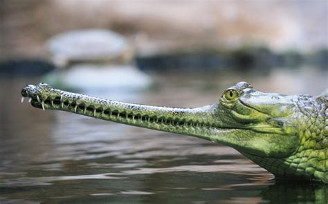 Gharial HD Wallpaper e Sfondi