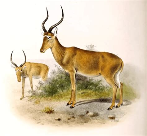 Hirola Antelope: Why Is It Endangered?