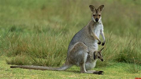 Porque Solo Hay Canguros En Australia - Estudiar