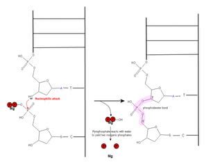 Cytarabine | PPT