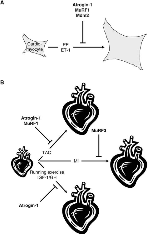 Figure 1 from The Ubiquitin–proteasome System in Cardiac Dysfunction ...