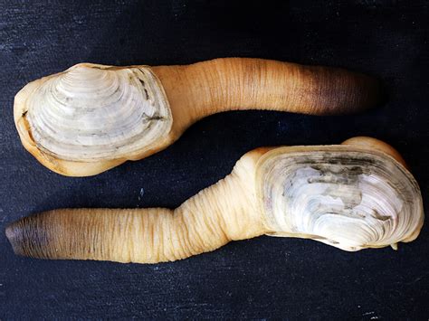 Anatomy of a Geoduck - Andrew Zimmern