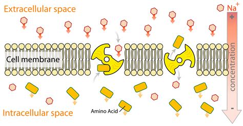 Process Of Active Transport In Root Hair Cells Plants - Transport ...