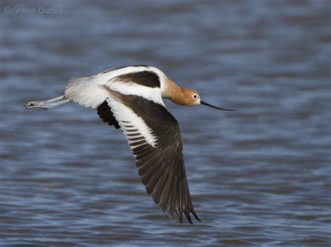 Mating Rituals Of The American Avocet – Feathered Photography