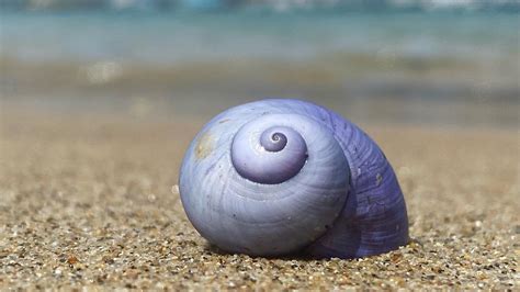 Sea Snail Shell