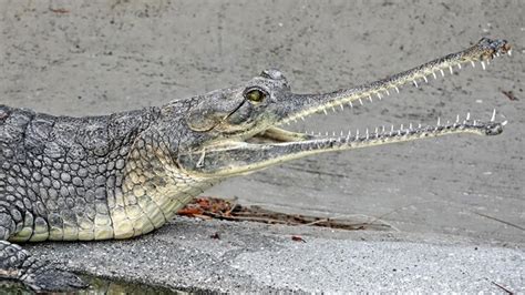 Oh, Those Teeth: Gharials Debut at LA Zoo – NBC Los Angeles