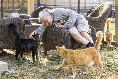 Visiting cat heaven: rural rescue outside Chicago houses feral felines ...