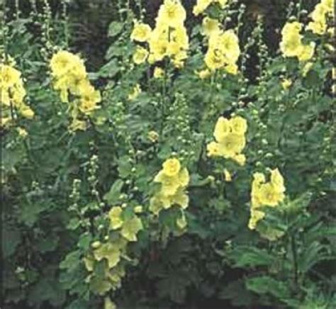 Alcea rugosa | Alcea taurica | Russian Hollyhock | Hollyhock| plant lust