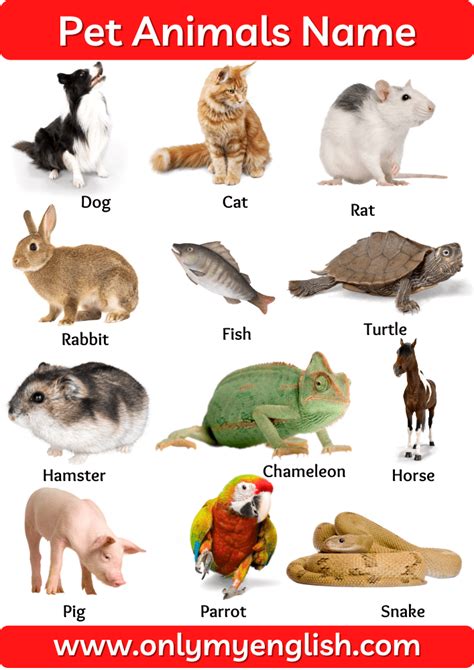 Pet Animals Name: List of Pet Animal In English with Pictures and Images