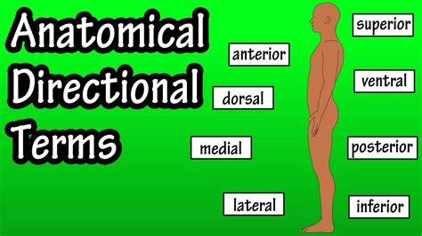 Anatomical Position And Directional Terms - Anatomical Terms ...