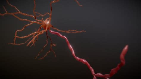 Neuron 3D models - Sketchfab