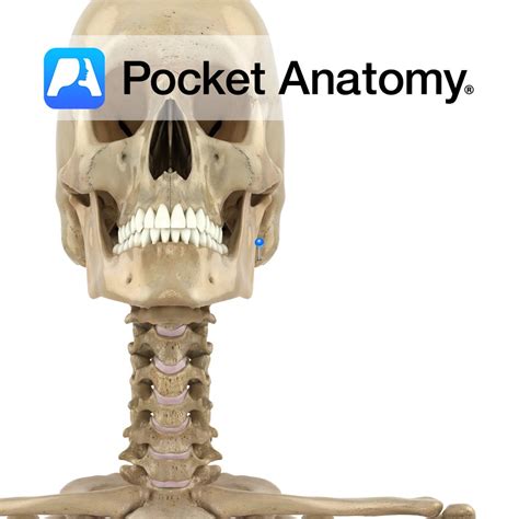 Temporal bone - mastoid process - Pocket Anatomy