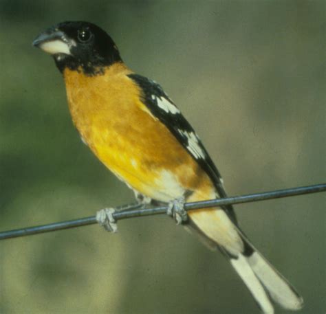 BLACK-HEADED GROSBEAK - The Texas Breeding Bird Atlas