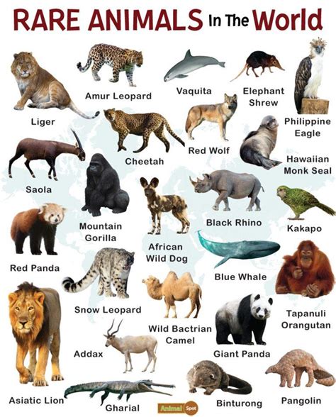 Rare Animals: List and Facts with Pictures