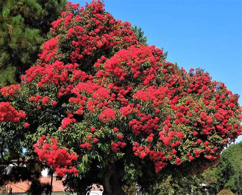 Red-Flowering Eucalyptus – Santa Barbara Beautiful