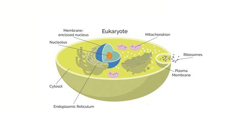 Prokaryotes vs Eukaryotes: What Are the Key Differences? | Technology ...