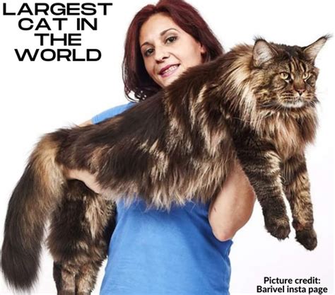 Maine Coon Size | The Largest Breed Of Domestic Cat