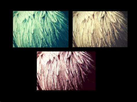 The Fascination for Ostrich Feathers