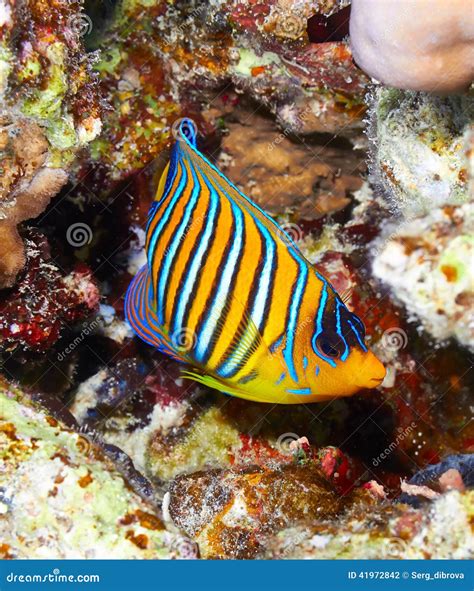 Royal angelfish stock photo. Image of pomacanthidae, ocean - 41972842