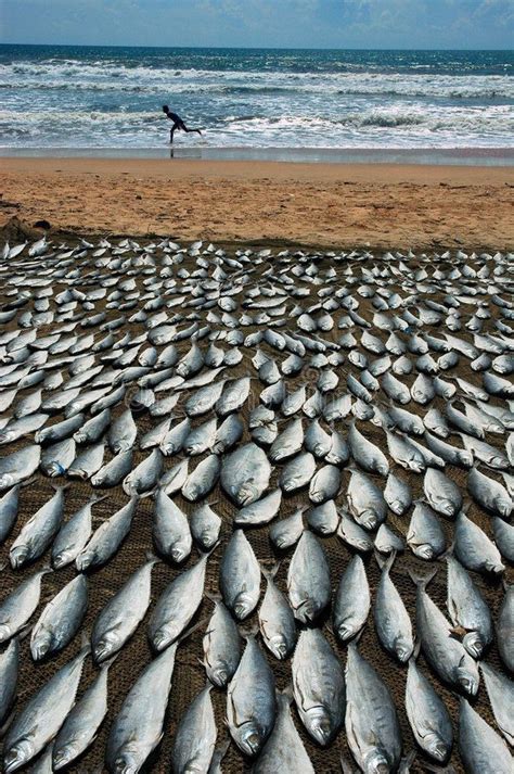 Sea fish dried on the sea beach. Dry fish on the sea beach of Goa , # ...