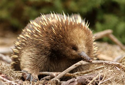 File:Echidna (Tachyglossus aculeatus setosus) 3.jpg - Wikimedia Commons