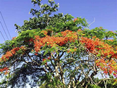 What a fantastic time of the year, Royal Poinciana trees burst into ...