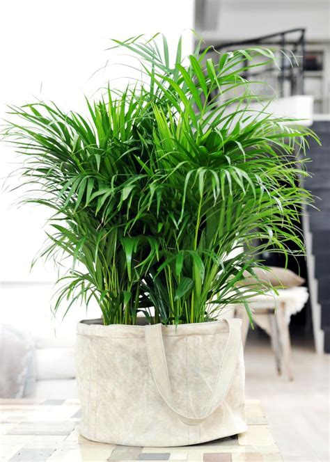 Best Indoor Plants For Clean Air / 15 Best Air-Purifying Plants ...