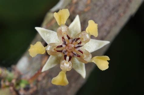 Le cacao à la Côte d'Ivoire: 1. Cocoa: Plant Anatomy and Morphology