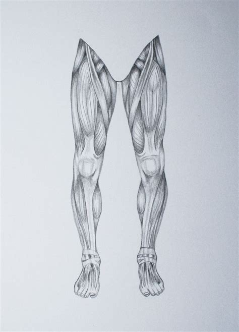 Leg Muscle Drawing