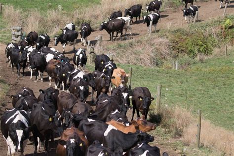 New Zealand to Kill 150,000 Cows to End Bacterial Disease - Bloomberg