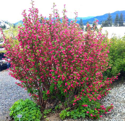 Red-flowering Currant – Derby Canyon Natives