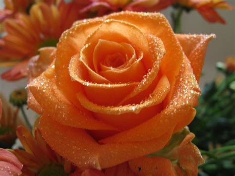 Orange Roses Wallpapers - Top Free Orange Roses Backgrounds ...