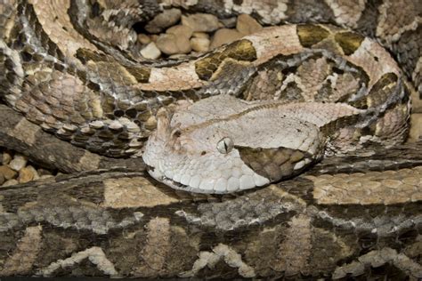 Gaboon Viper Bite