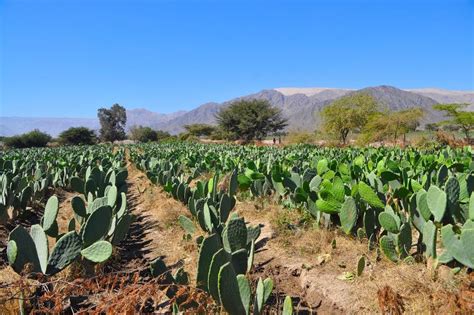 Cactus farm stock photo. Image of peru, planting, farmland - 20238312