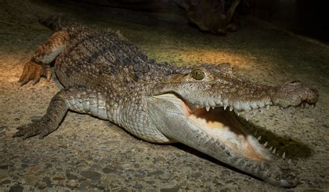 The Philippine crocodile (Crocodylus mindorensis) | The Phil… | Flickr