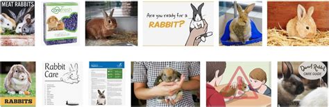 Rabbit Care: The Complete Guide - Pet Care Stores