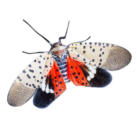 Identify and Control Spotted Lanternflies