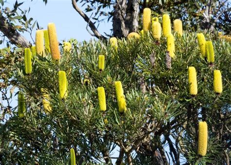 PlantFiles Pictures: Coast Banksia, Slender Banksia, Candle Banksia ...