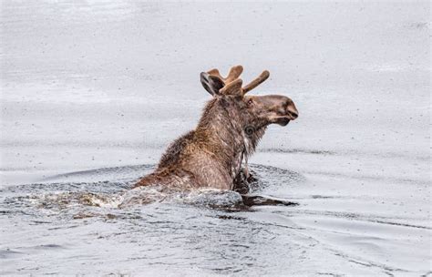 Moose swimming in a lake stock image. Image of moose - 166412513