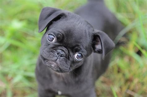 Cute Black Pug Puppy