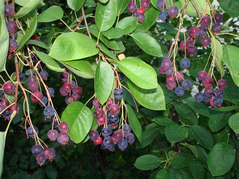 Serviceberry (Amelanchier) - hardy fruit trees for orchards - Carya nursery