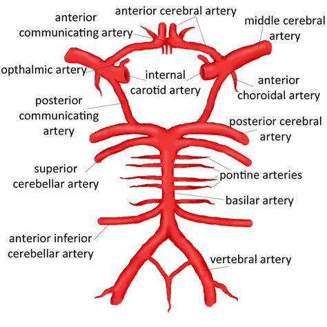 Detail Of The Circle Willis Anterior Middle And | Circle of willis ...